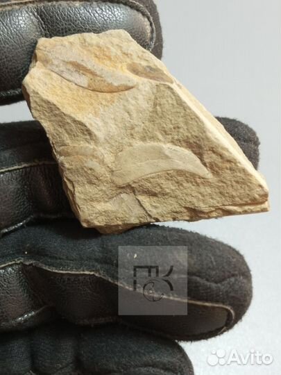 Древнии листья