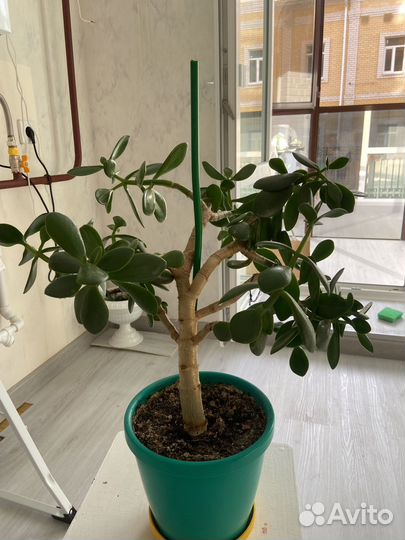 Толстянка(денежное дерево)