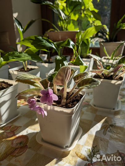 Алоэ, сансевиерия, фиалки, спатифилум