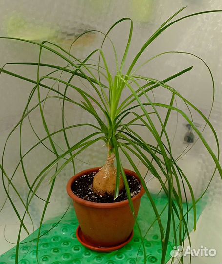 Бокарнея (нолина)