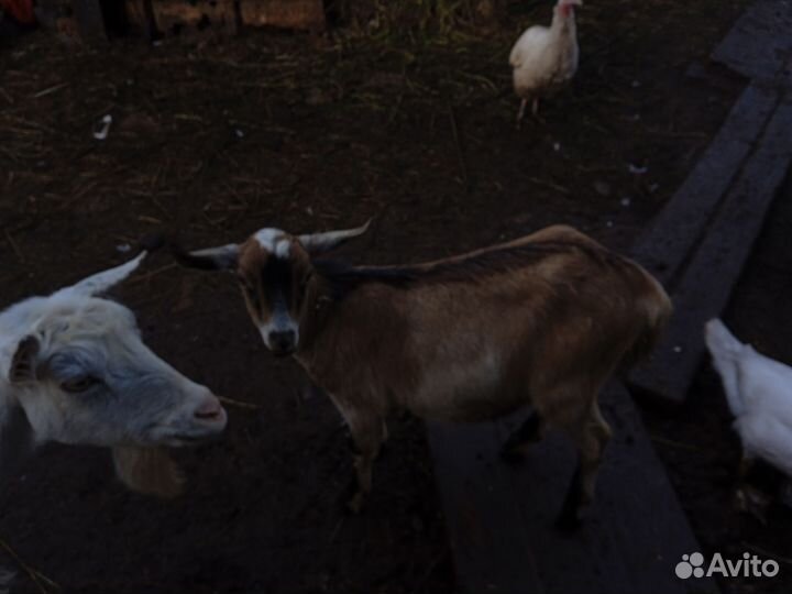 Козёл, козлик