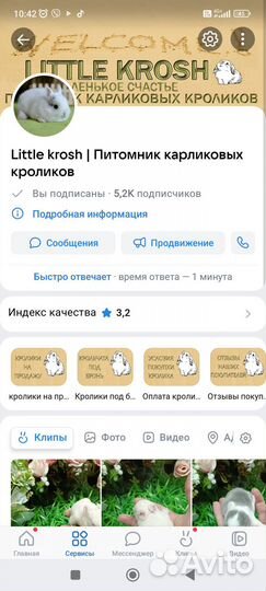 Питомник little krosh.минилоп,цветные карлики