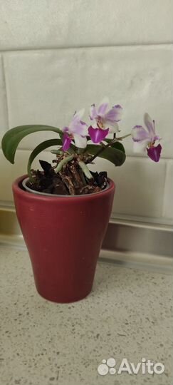 Орхидея фаленопсис