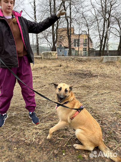Добрая и дружелюбная собака из приюта