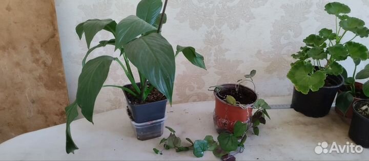 Комнатные цветы