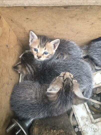 Котята британские в Добрые руки