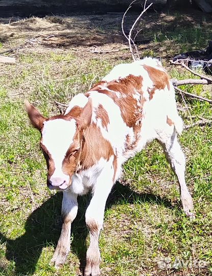 Айрширский бычок