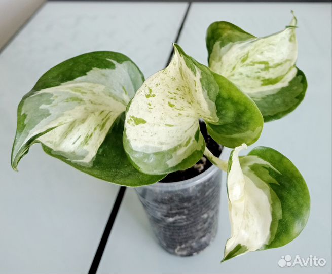 Комнатные растения, цветы