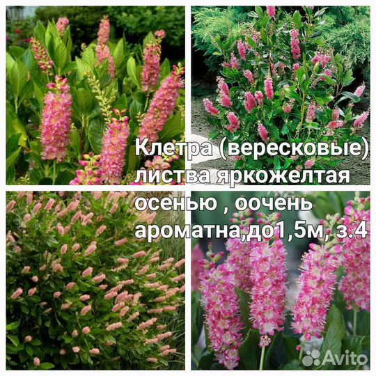 Верески и Вересковые