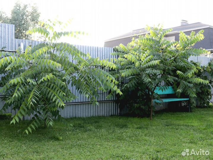 Семена черного ореха (Juglans nigra, Black Walnut)