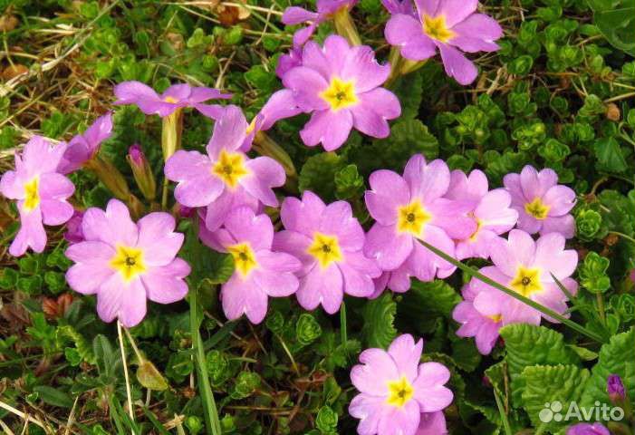 Примула - многолетник