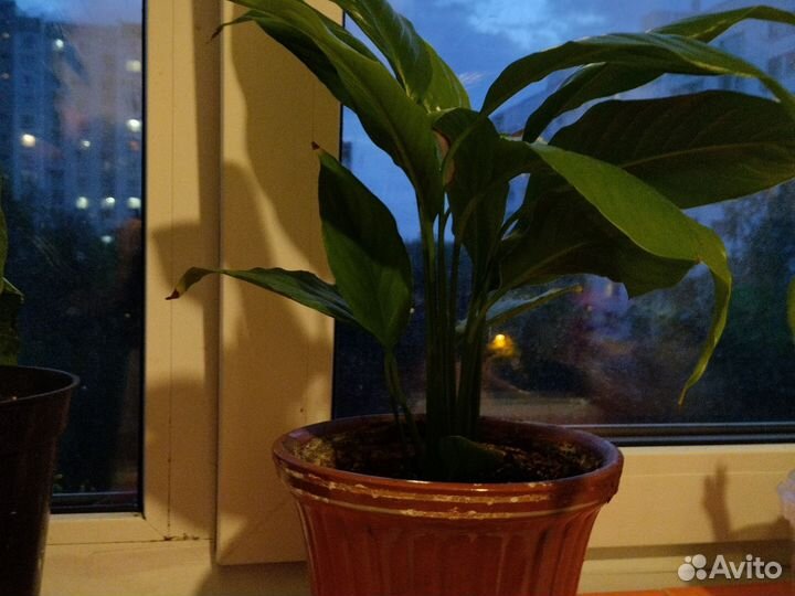 Спатефилум