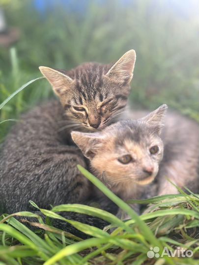 Котята в добрые руки бесплатно