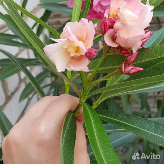 Олеандр цветущий большие кусты много другого