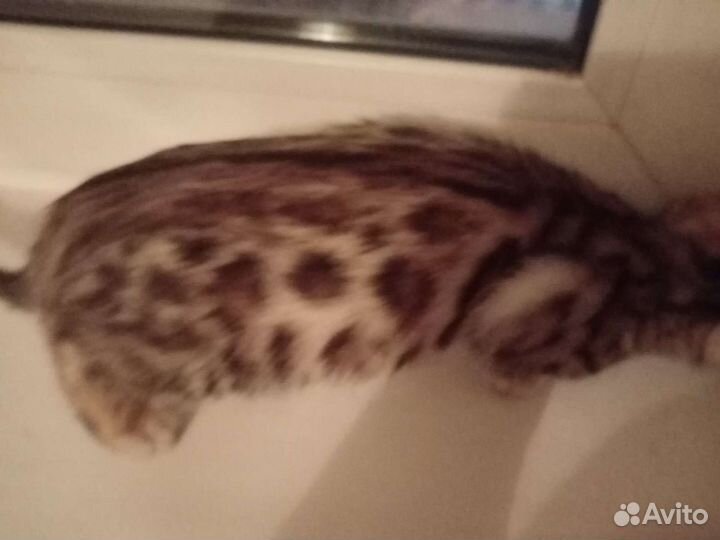 Бенгальская