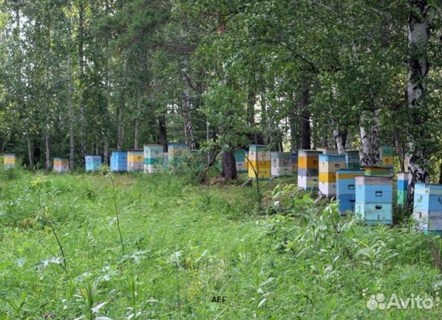 Мед 2024 года натуральный опт