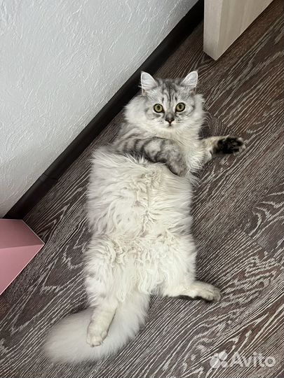 Кошка ищет дом