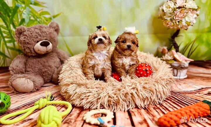 Сладкие пушистики мальтипу