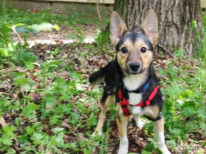 Щенок девочка, 6 мес, будет маленького размера