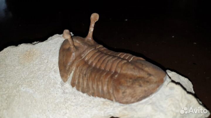Трилобит Азафус Asaphus Kowalewskii