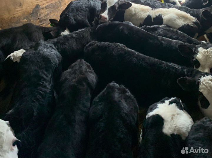 Телята разных пород