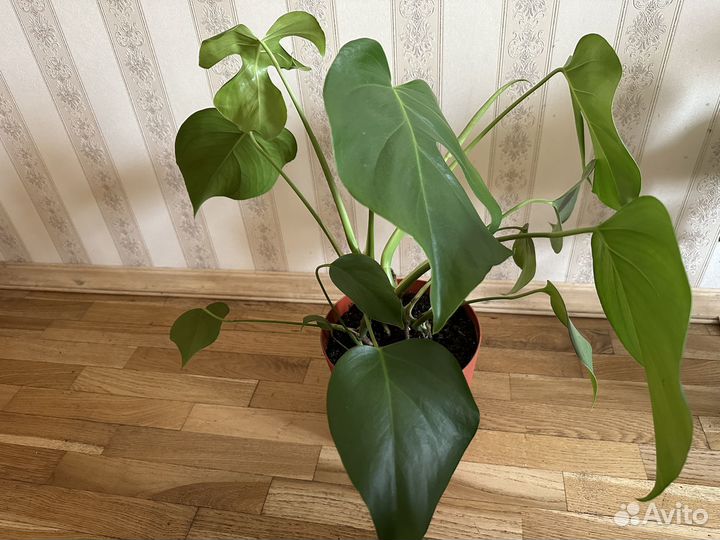 Монстера delicious