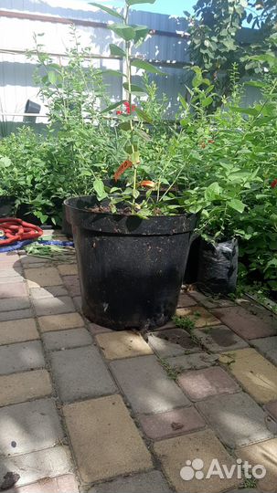 Черника голубика саженцы 3х летние