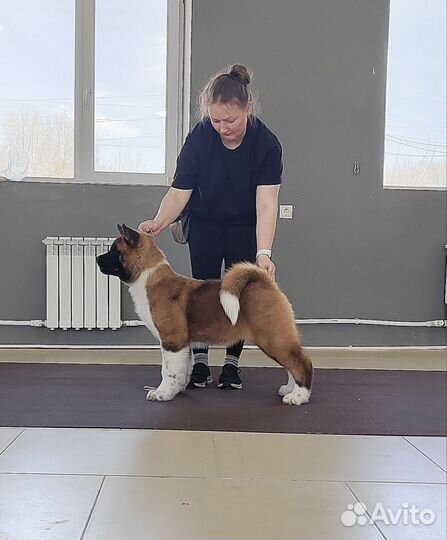 Щенки американской акиты
