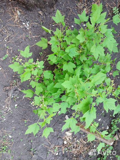 Саженцы черной смородины, крыжовника