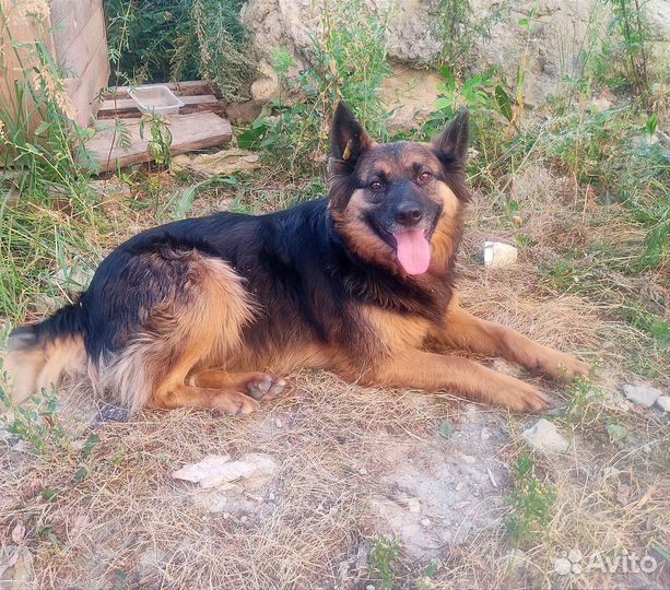 Собака в добрые руки