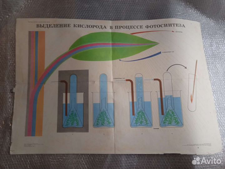 Учебные плакаты СССР по ботанике разные