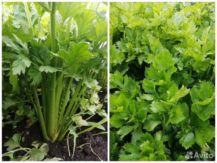 Сельдерей черешковый