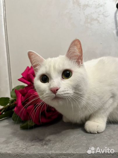 Кошка белая в добрые руки бесплатно