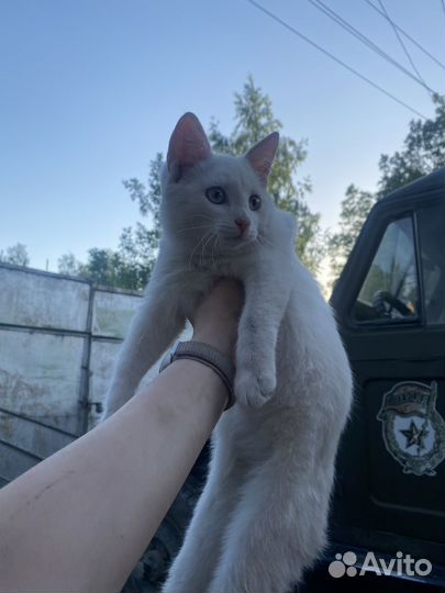 Котята