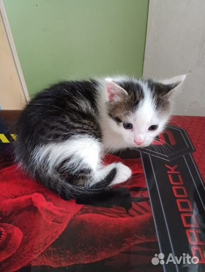 Бесплатно котик 5 мес