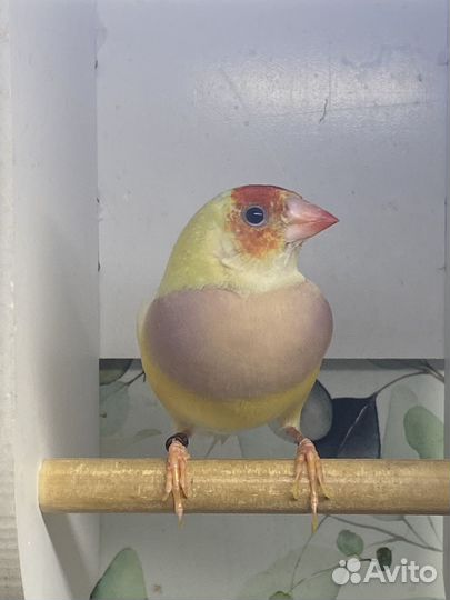 Амадина гульда 2 самочки
