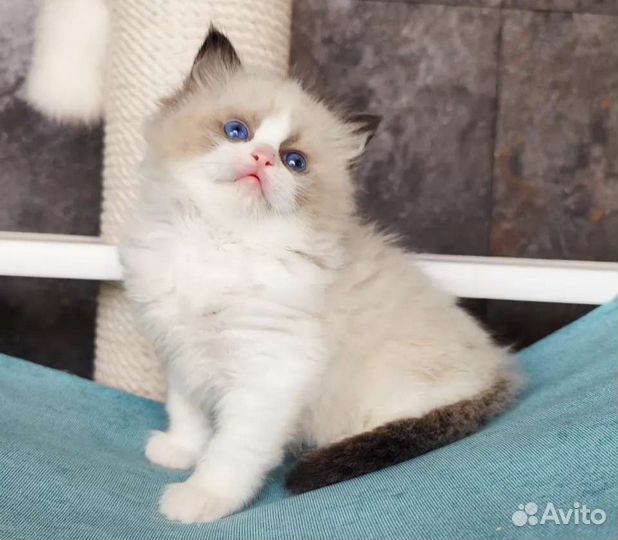 Хондочка, девочка рэгдолл с родословной