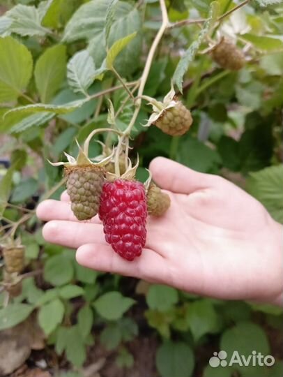 Саженцы пшехиба