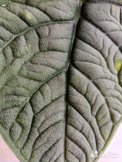 Алоказия Мело,Небула, Одора