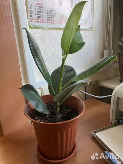 Фикус каучуконосный