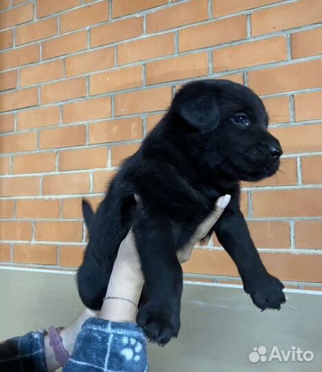 Щеночки лабрадора