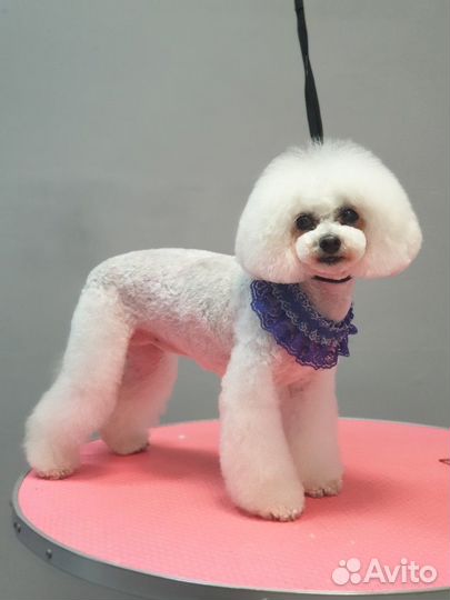 Стрижка собак Йорки, шпицы, пудели, все породы