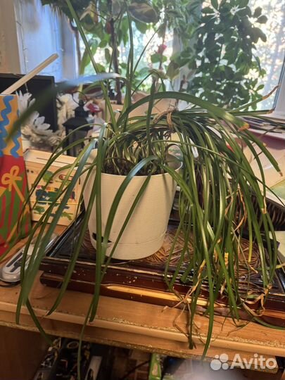 Зефирантес выскочка