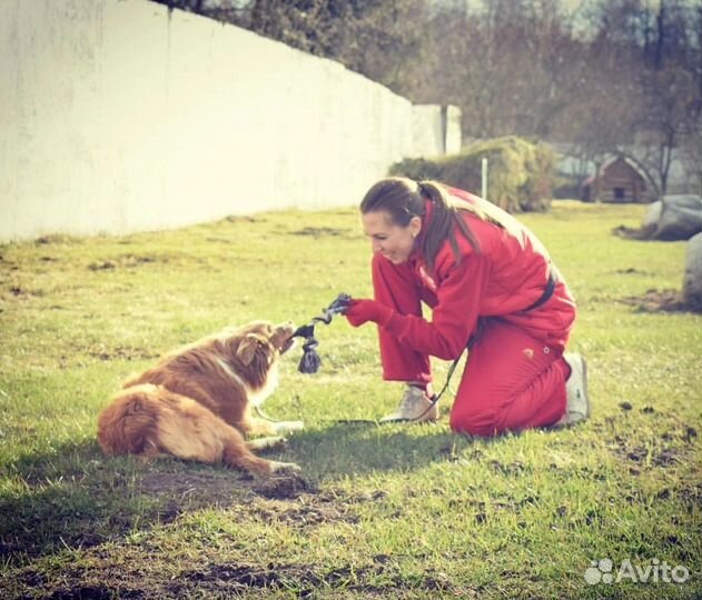 Передержка и дрессировка собак