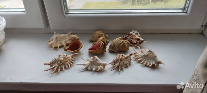 Морские ракушки раковины