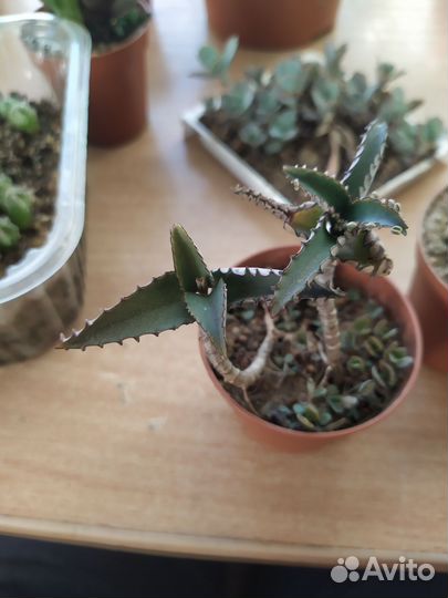 Кактусы и суккуленты