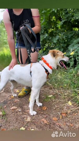 Вот такая красотка ищет дом и верного друга