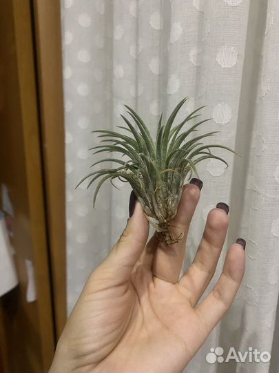 Атмосферные тилландсии