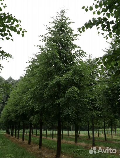 Липа мелколиственная