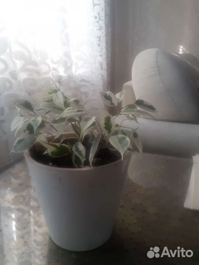 Красивый фикус